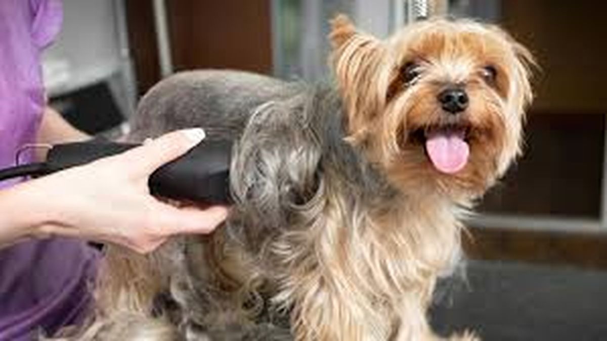 The reason why you don’t have to shave your dog in summer