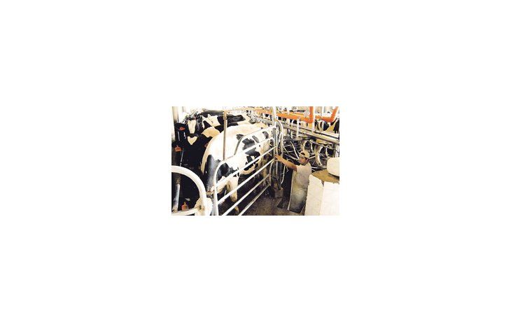 Reponer pasturas, instalaciones e infraestructura son las claves, según CREA, para recobrar los niveles de producción en los tambos luego de la crisis.