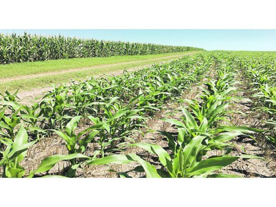 Precampaña. El centro y norte de la área agrícola nacional serían las zonas en donde  se ubicarían principalmente las hectáreas adicionales.