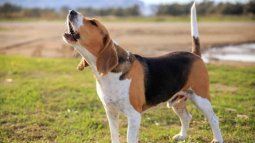 This is what your dog's howling means, according to experts. This is what your dog's howling means, according to experts.