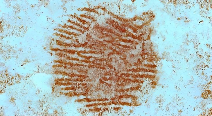 Vista ampliada del punto ocre que forma la huella del dedo índice de un joven neandertal. Vista ampliada del punto ocre que forma la huella del dedo índice de un joven neandertal.