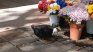 El caso del pato en Mendoza despertó una duda en el país: ¿puede denunciarse a un animal? 