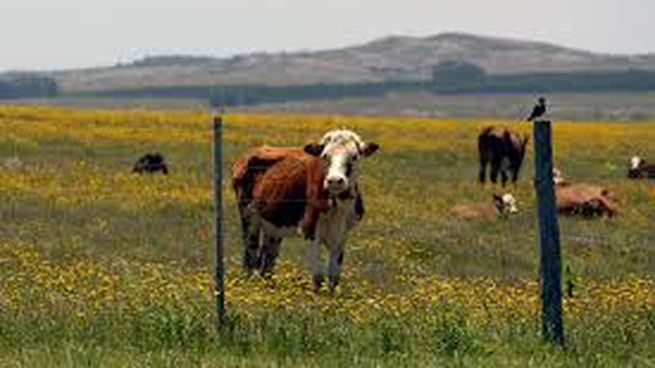 Contrastes en el campo: agricultura ajusta, frigoríficos se endeudan más.