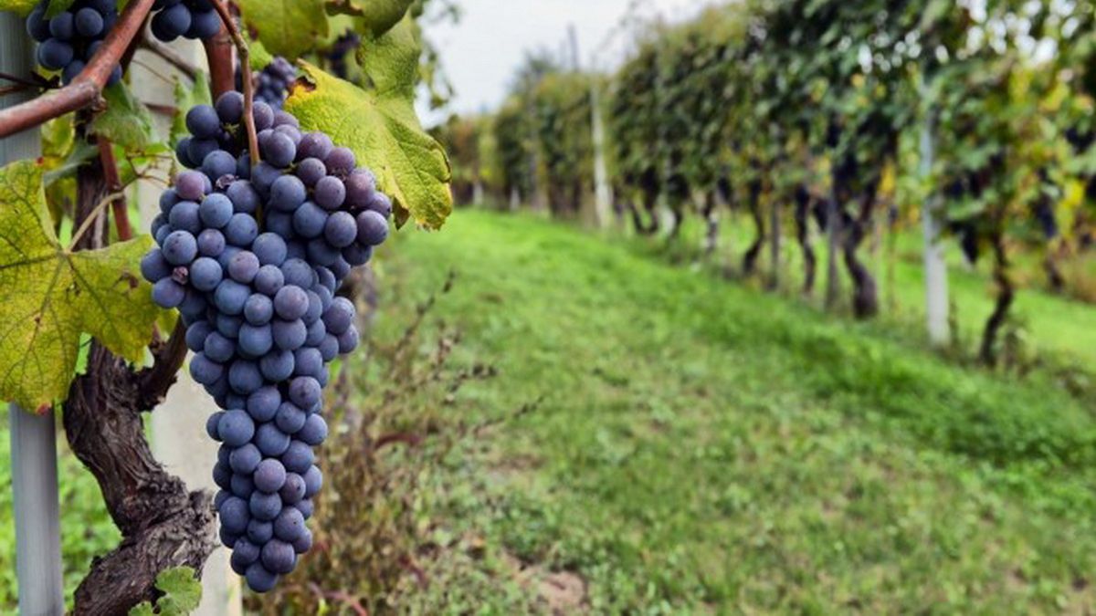 They will allocate $500 million to assist wine producers in vulnerable situations