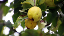 El árbol que dá frutos dulces varias veces al año.