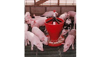 Prevén aumento de la producción de carne porcina para este año