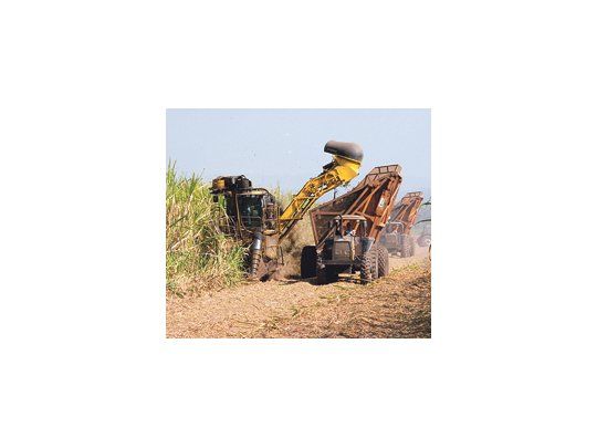 La superficie con caña de azúcar podría crecer 25 mil hectáreas. Se estima una producción de 13,6 millones de toneladas de caña para este año, con una producción que podría ser de 1,37 millón de toneladas de azúcar.
