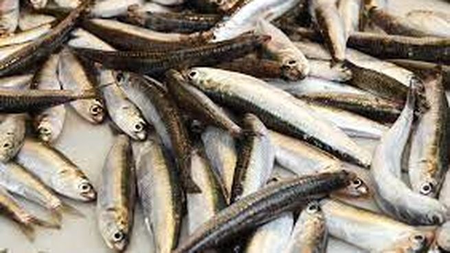 boqueron.jpg