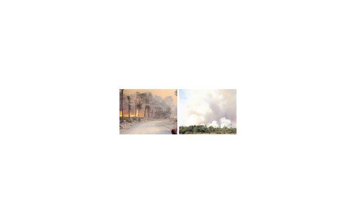 El avance de las llamas destruyó especies de bosques nativos que tardarán más de treinta años en recuperarse. El humo puede verse a larga distancia y el efecto del viento complica el panorama.