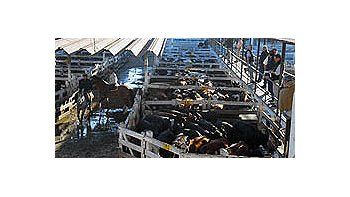 Arribaron 12.704 animales a Liniers