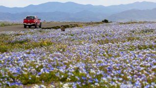 El desierto de Atacama se cubrió de flores tras las intensas lluvias registradas durante el invierno en el norte de Chile. El desierto de Atacama se cubrió de flores tras las intensas lluvias registradas durante el invierno en el norte de Chile.