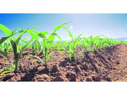 Tiempo clave. Los analistas adelantan que habría un fuerte recorte en los rindes del maíz y la producción bajaría 10 M de toneladas.