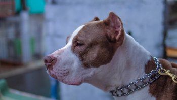 Otro ataque de un pitbull: un niño en Mar del Plata se encuentra grave tras el ataque de un perro de esta raza.