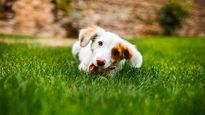 Las mascotas también deben resguardarse del sol en verano.&nbsp;