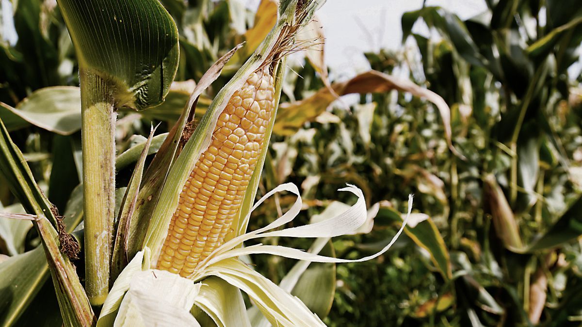 Algeria opened a tender to buy Argentine corn