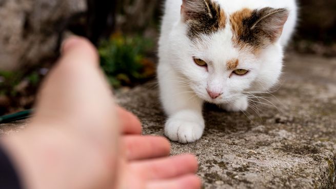 Cómo saludar a un gato para caerle bien y que te reciba con cariño.