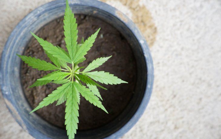 Cannabis
