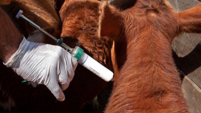 La Resolución entra en vigencia este viernes y deroga normativas previas sobre vacunación antiaftosa dictadas entre 2002 y 2013, con el objetivo de actualizar y unificar el marco regulatorio vigente.