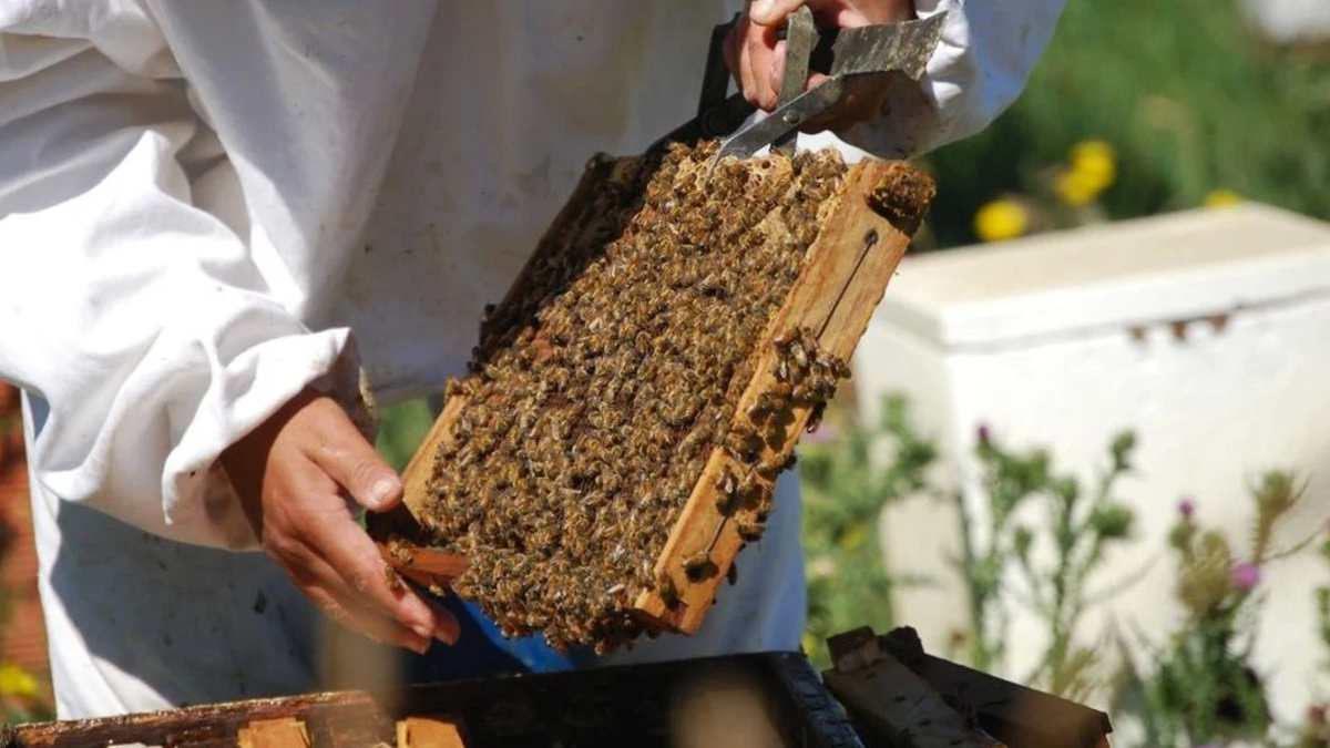 Local beekeeping suffers from drought