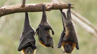 la planta popular en mexico que ayuda a ahuyentar murcielagos de tu hogar la planta popular en mexico que ayuda a ahuyentar murcielagos de tu hogar