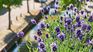 The plants you can have in winter. The plants you can have in winter.