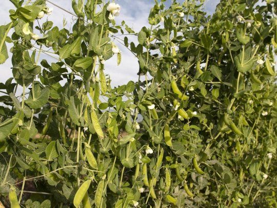 China aprob&oacute; la importaci&oacute;n de arvejas provenientes de nuestro pa&iacute;s.