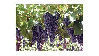 Con cuatro millones de hectáreas, la Argentina ocupa el segundo lugar mundial entre países productores de orgánicos. Uvas y mostos en Mendoza son algunos de los cultivos que se generan bajo esta modalidad.