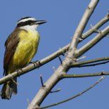 Un ave que controla el espacio verde de tu hogar y armoniza con su canto mientras cuida las plagas. Un ave que controla el espacio verde de tu hogar y armoniza con su canto mientras cuida las plagas.
