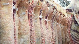 El gobierno suma requisitos para evitar residuos veterinarios en carnes exportadas. El gobierno suma requisitos para evitar residuos veterinarios en carnes exportadas.