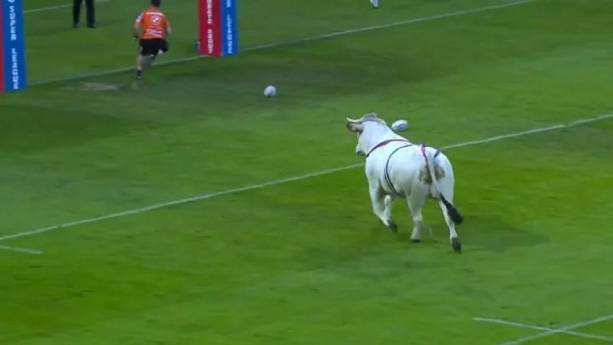 A bull ran away and sparked panic during a rugby match
