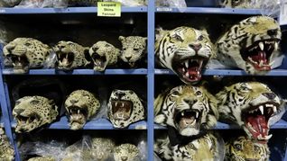 Autoridades de distintos países decomisan en promedio nueve tigres por mes desde 2020, según TRAFFIC. Autoridades de distintos países decomisan en promedio nueve tigres por mes desde 2020, según TRAFFIC.