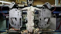 finlandia: escandalosas fotos ponen en aprietos a la industria de las pieles