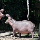 Los hipopótamos de Pablo Escobar se convirtieron en una plaga en Colombia. Los hipopótamos de Pablo Escobar se convirtieron en una plaga en Colombia.