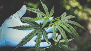 Se habilitó la primera planta de cannabis medicinal en Argentina.