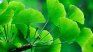 El ginkgo biloba potencia las funciones cerebrales. 