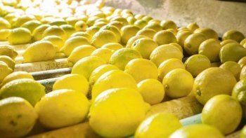 con una carga de 48 toneladas china abrio su mercado a los limones argentinos