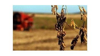 Desde el Campo alertan que podría haber complicaciones en la provisión de comida por la sequía