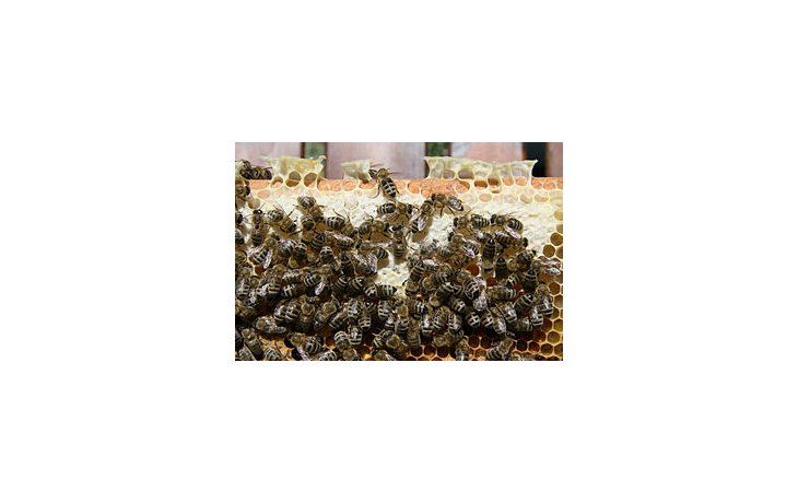 Río Negro exporta abejas reinas a Alemania