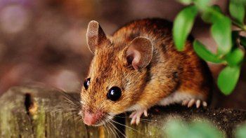 Lograron aumentar una vida útil de ratones un 25%.