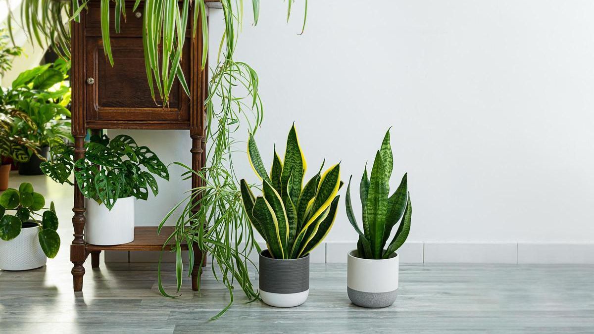 What is the best schedule to put your plants in winter?