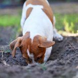 Los expertos veterinarios recomiendan aumentar la actividad física y la estimulación mental para reducir esta conducta. Los expertos veterinarios recomiendan aumentar la actividad física y la estimulación mental para reducir esta conducta.