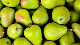 The pears reinforce the immune system thanks to vitamin C and antioxidant components.