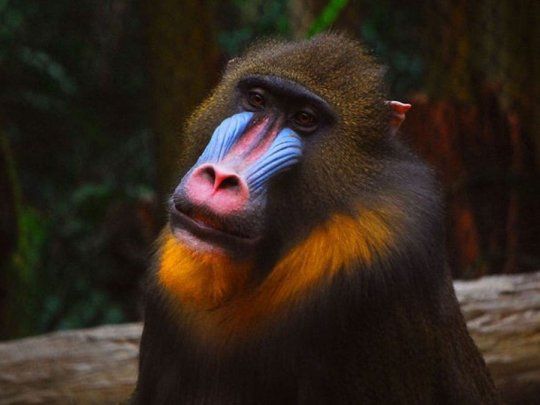 Mandril.