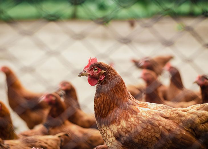 Gripe aviar: mueren más de 200.000 gallinas y hay casos en 10 provincias imagen-2