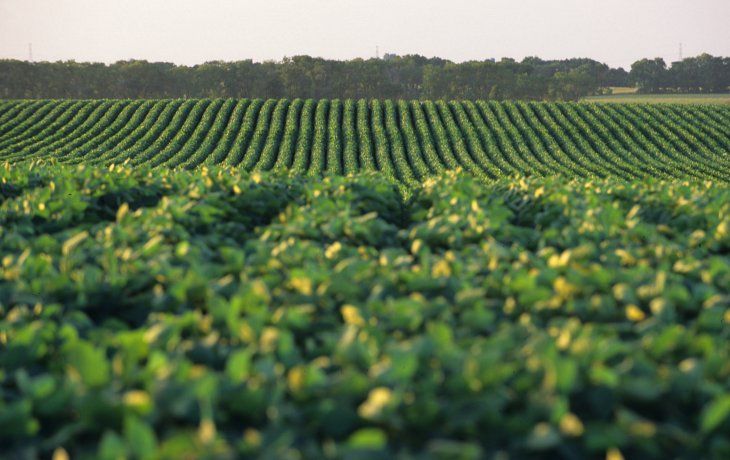 El complejo sojero seguiría liderando el ingreso de divisas, con más de u$s19.500 millones.