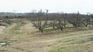 The Ministry of Livestock, Agriculture and Fisheries understands that abandoned fruit trees are a detriment to neighboring mountains.