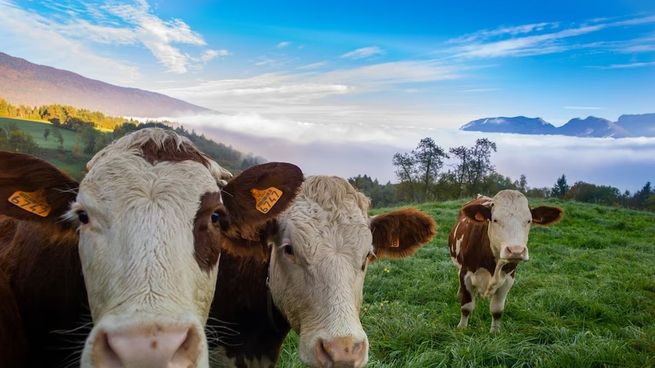 La producción de este tipo regenera el suelo y restaura la biodiversidad en general