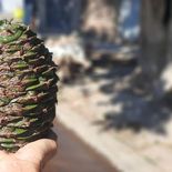 Los piñones caen desde las araucarias, árboles que pueden superar los 50 metros de altura. Los piñones caen desde las araucarias, árboles que pueden superar los 50 metros de altura.