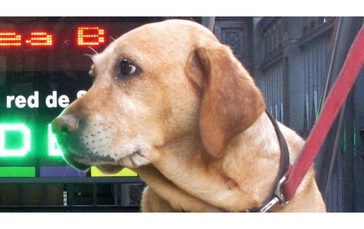 Los porteños le bajaron el pulgar al ingreso de mascotas a los restaurantes
