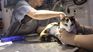 This discount can be taken advantage of at pet shops. This discount can be taken advantage of at pet shops.